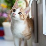 Kodėl subalansuota mityba katėms labai svarbi